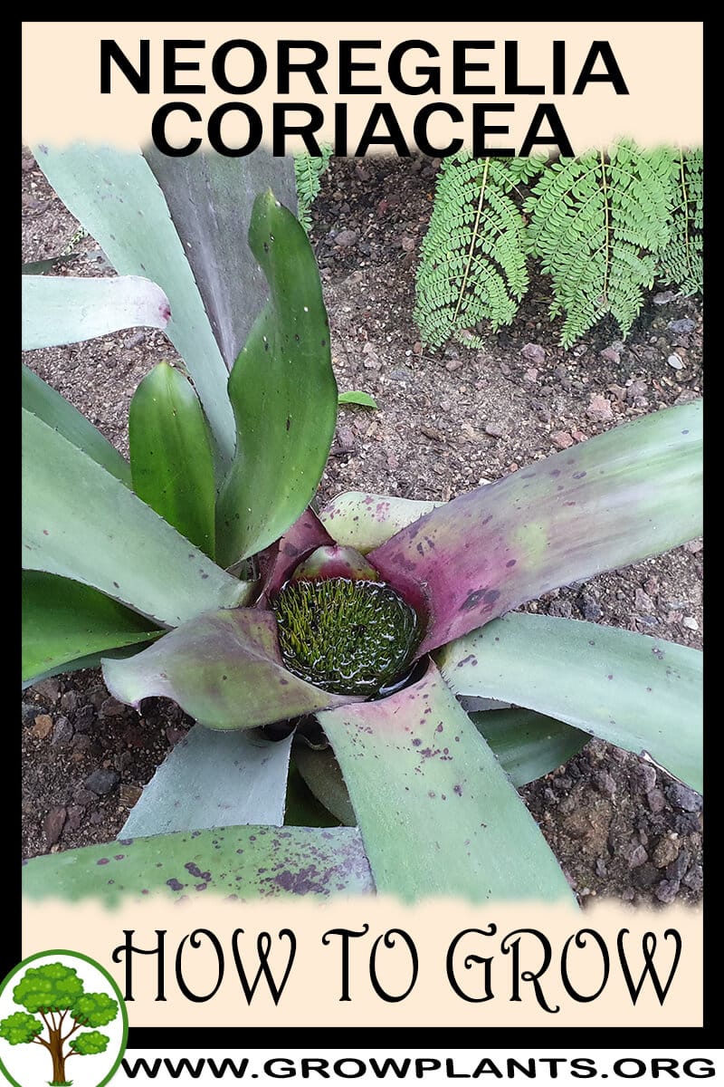 How to grow Neoregelia coriacea