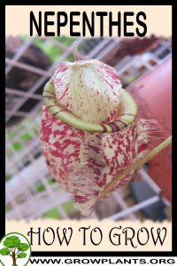 How to grow Nepenthes