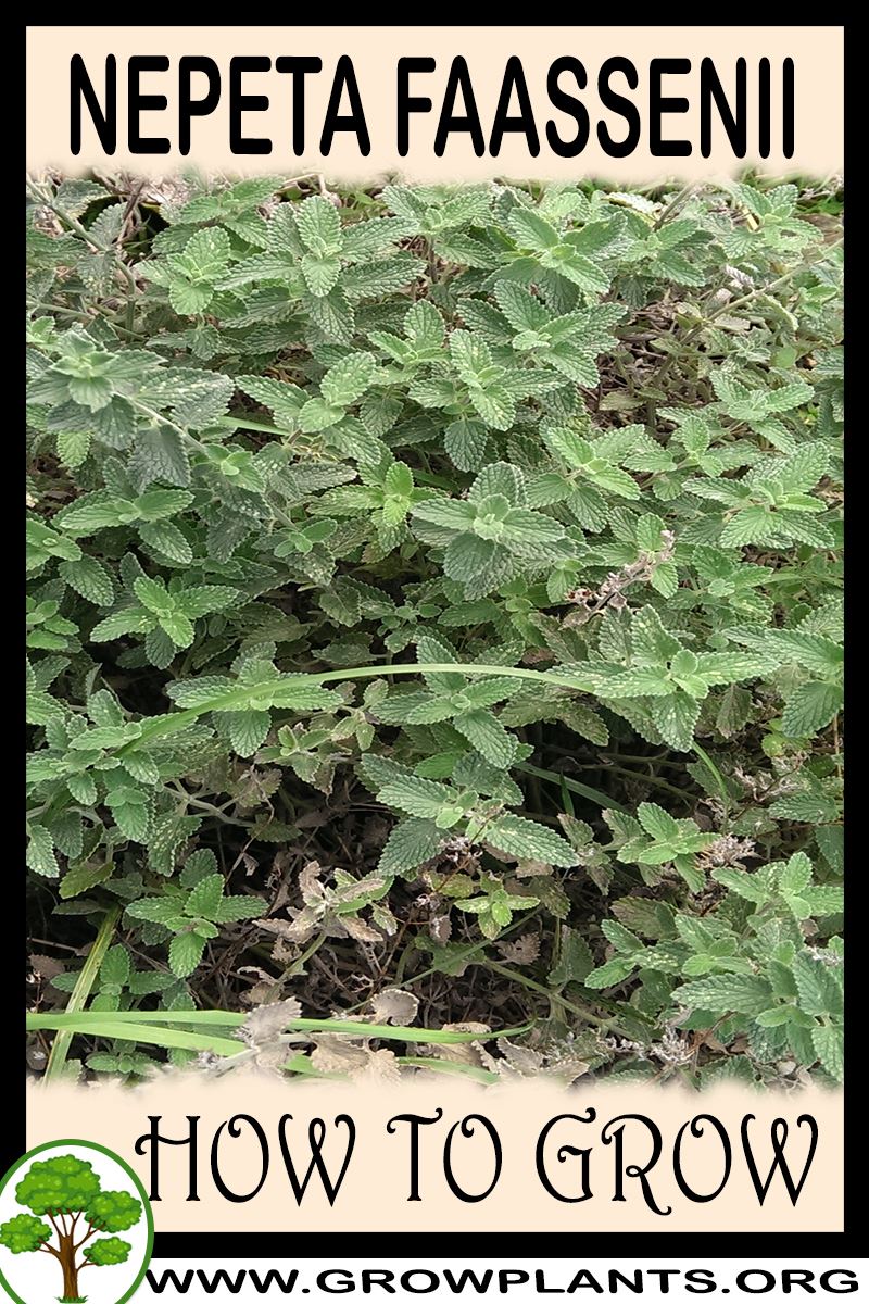 How to grow Nepeta faassenii