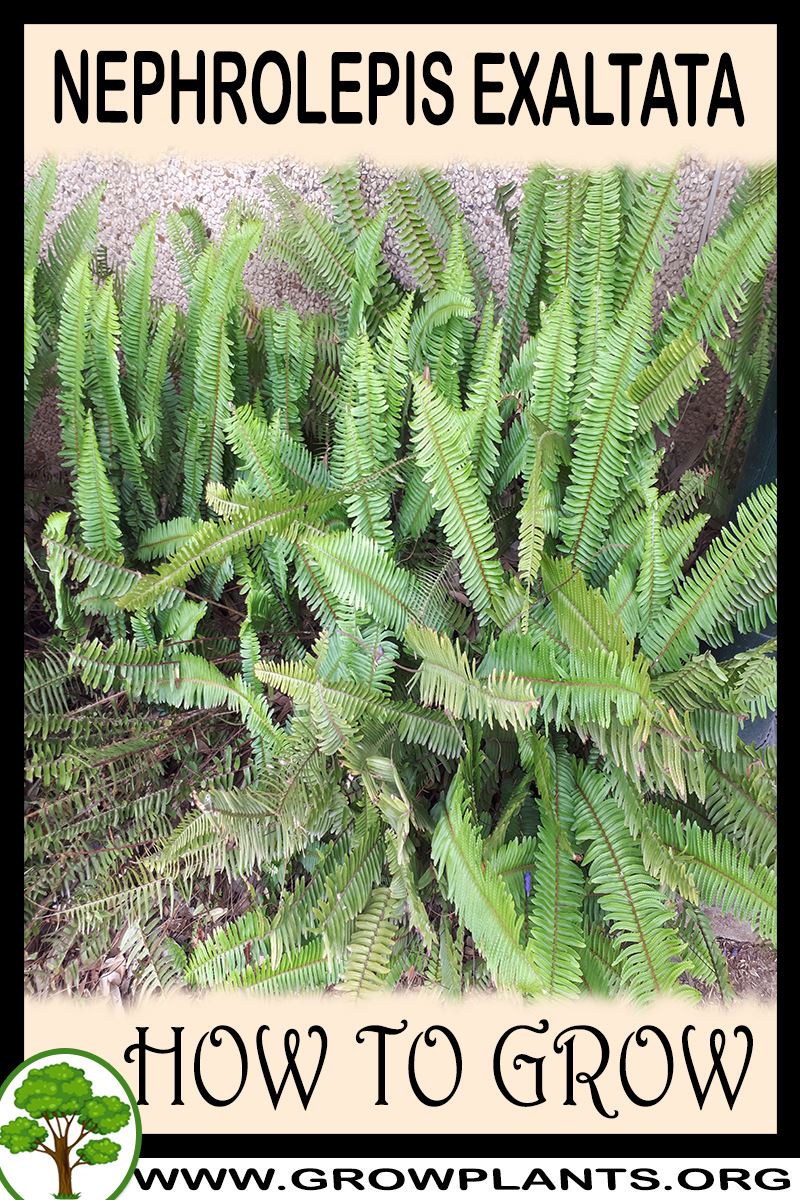 How to grow Nephrolepis exaltata