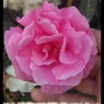 Nerium oleander