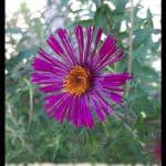 New England aster