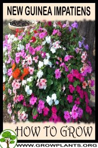 How to grow New Guinea Impatiens