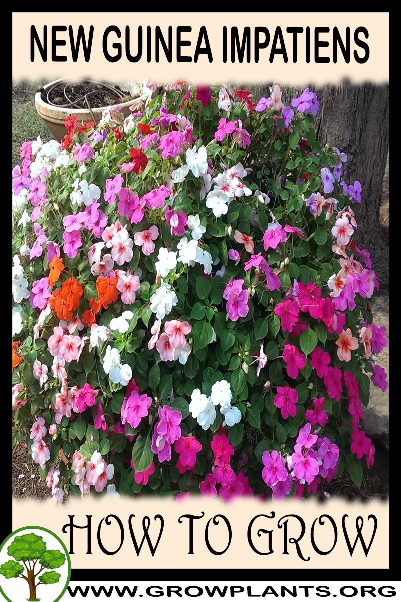 How to grow New Guinea Impatiens