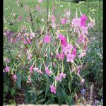 Nicotiana alata