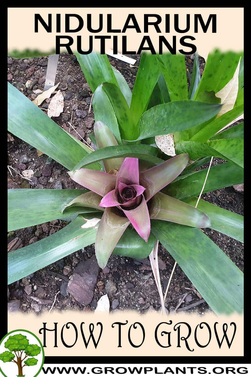 How to grow Nidularium rutilans