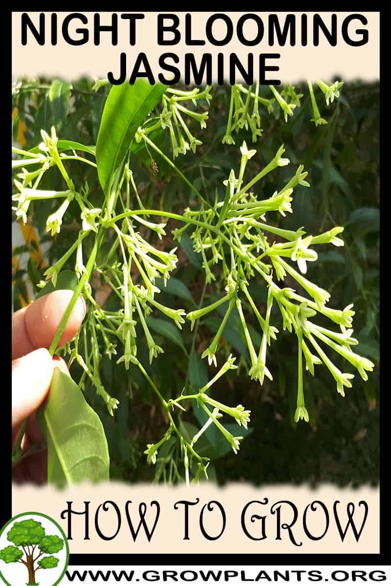 thumbnail image 2 of Live Night Blooming Jasmine Plant - 4 To 13 Inches, Fully Rooted In Container 2 of 2