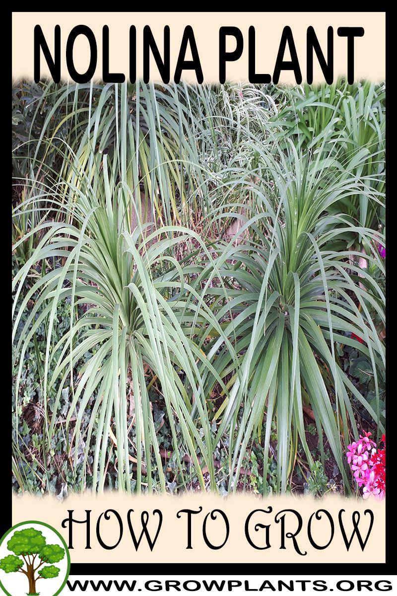 How to grow Nolina