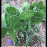 Nopal