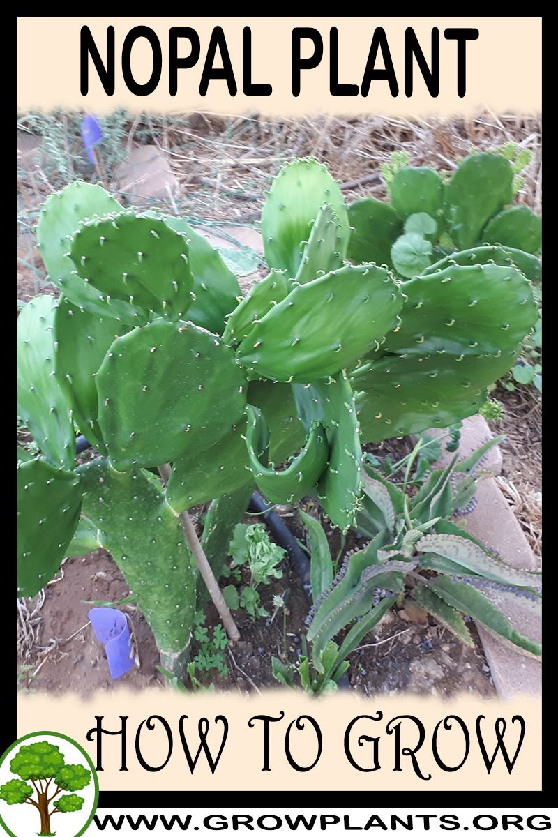 How to grow Nopal