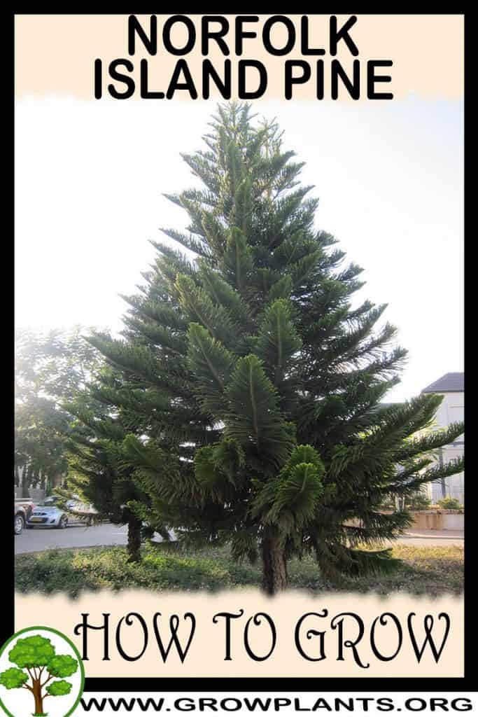 Norfolk island pine