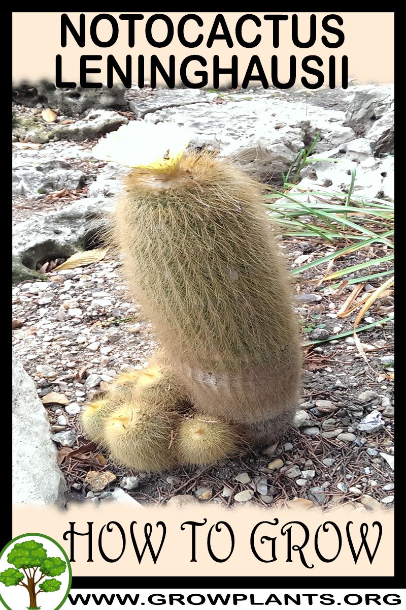 How to grow Notocactus leninghausii