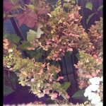 Oakleaf Hydrangea