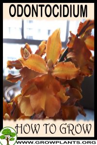 How to grow Odontocidium