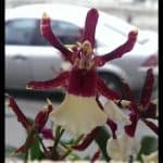 Odontoglossum