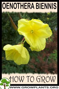 How to grow Oenothera biennis