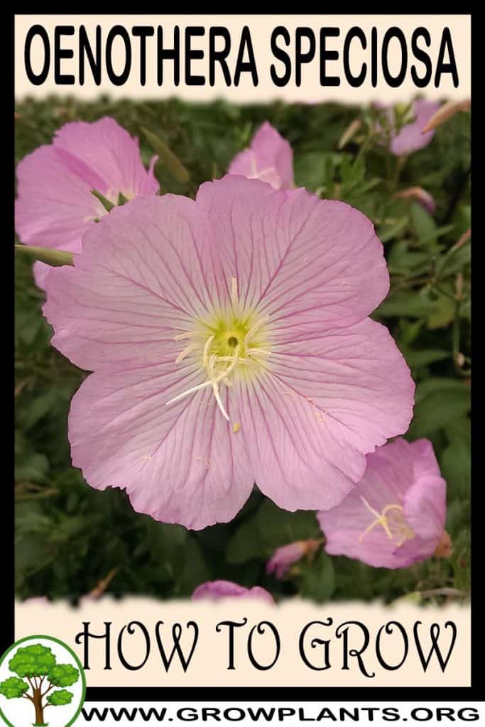 Oenothera speciosa