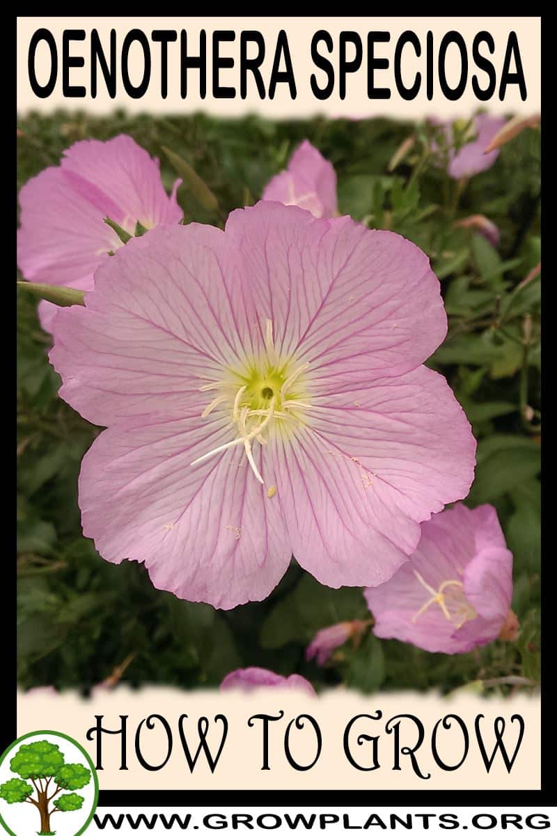 How to grow Oenothera speciosa