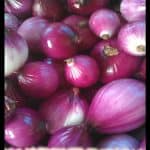 Onion plant