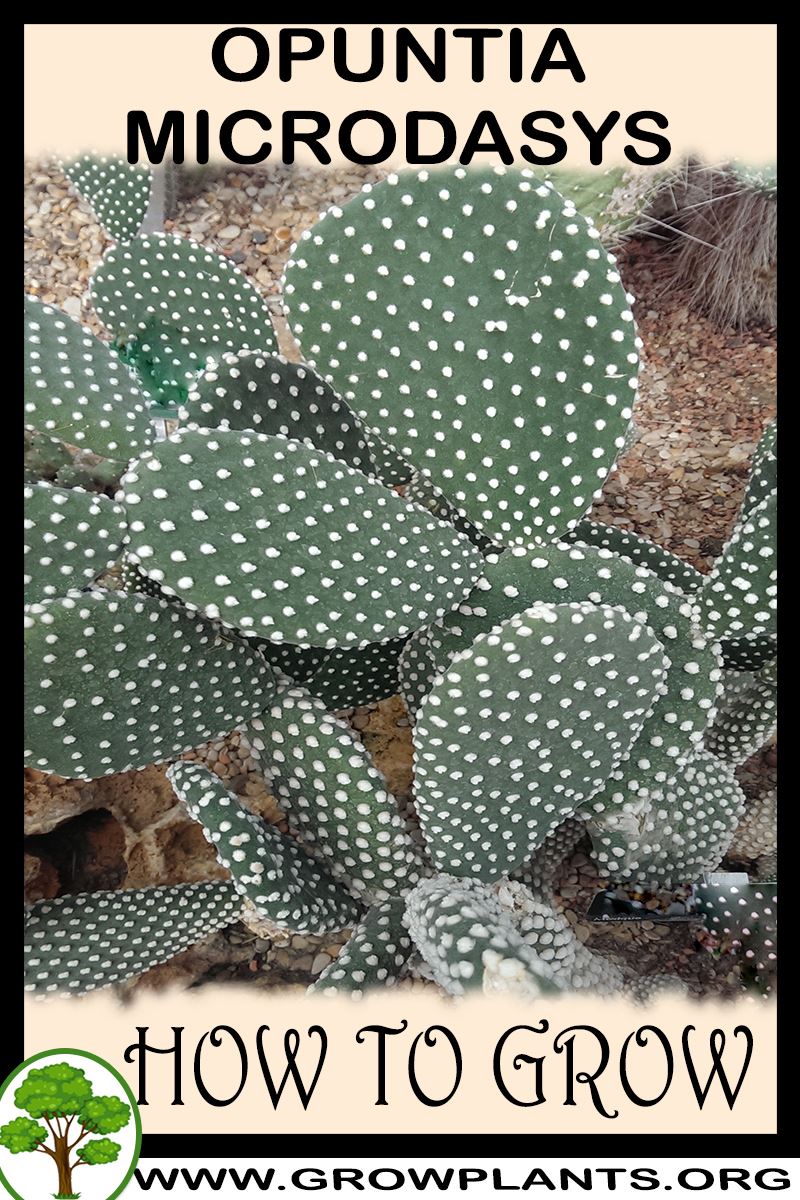 Opuntia microdasys - How to grow & care