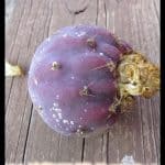 Opuntia robusta