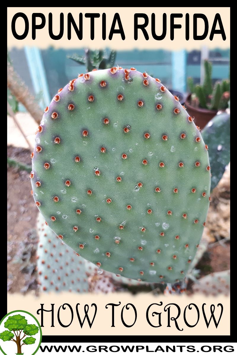 How to grow Opuntia rufida