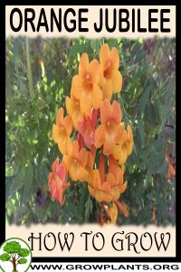 How to grow Orange Jubilee