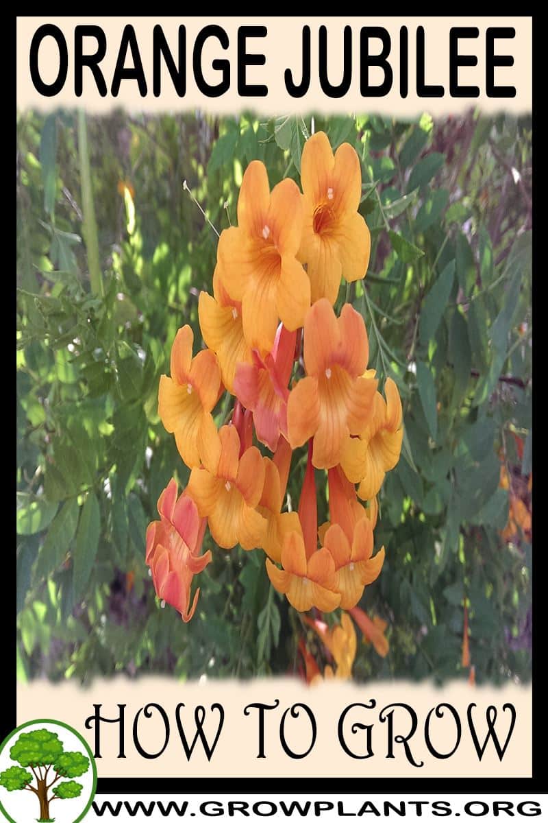 How to grow Orange Jubilee