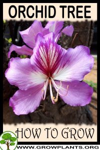 How to grow Orchid tree