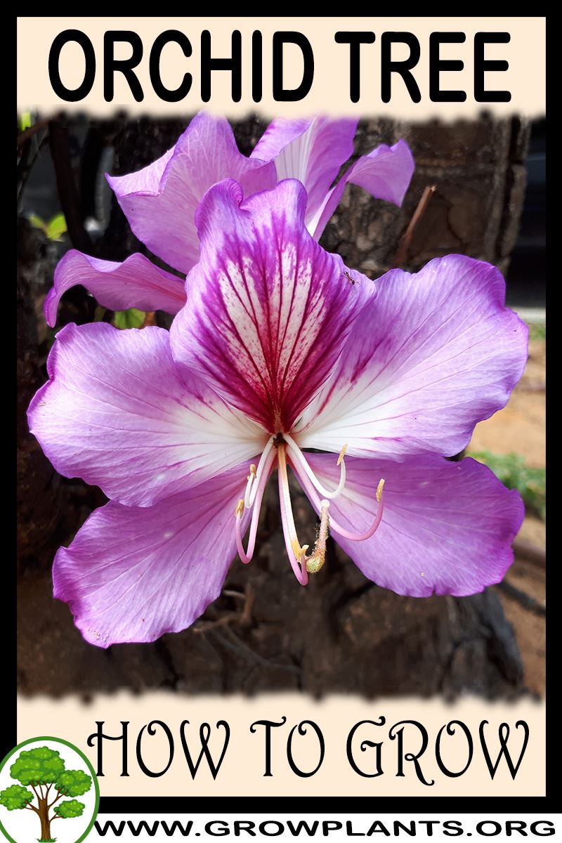 How to grow Orchid tree