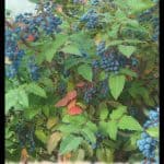 Oregon grape