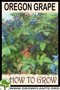How to grow Oregon grape