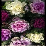 Ornamental kale plant