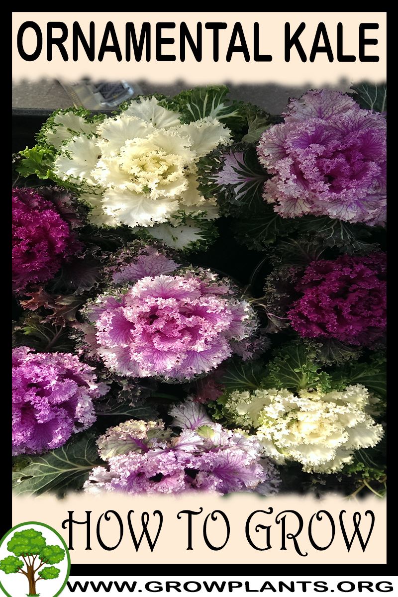 How to grow Ornamental kale plant
