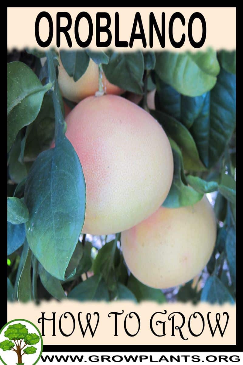 How to grow Oroblanco
