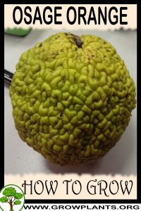 How to grow Osage orange