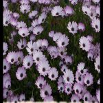 Osteospermum