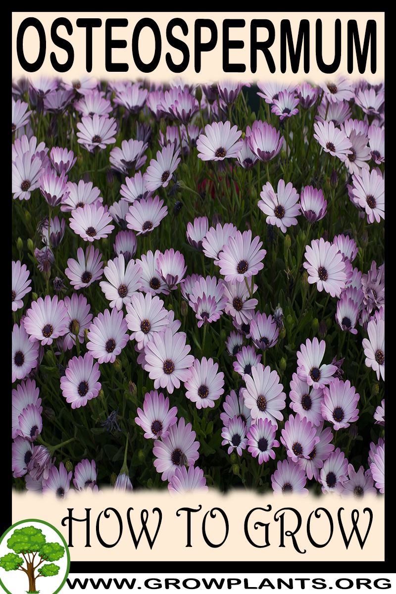 How to grow Osteospermum