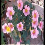 Oxalis plant