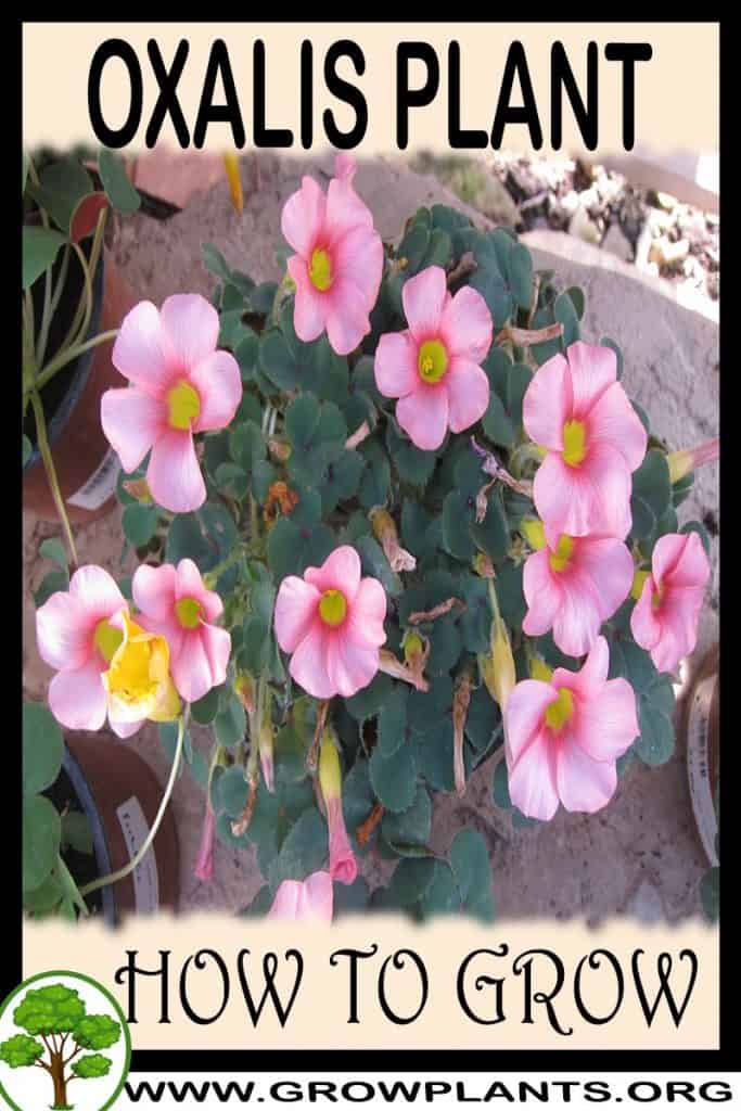 Oxalis plant