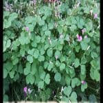 Oxalis articulata