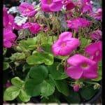 Oxalis bowiei