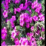 Oxalis hirta
