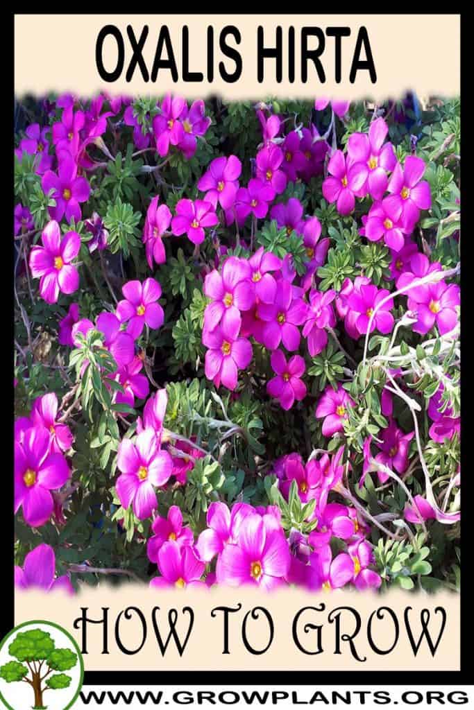 Oxalis hirta