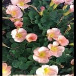 Oxalis obtusa