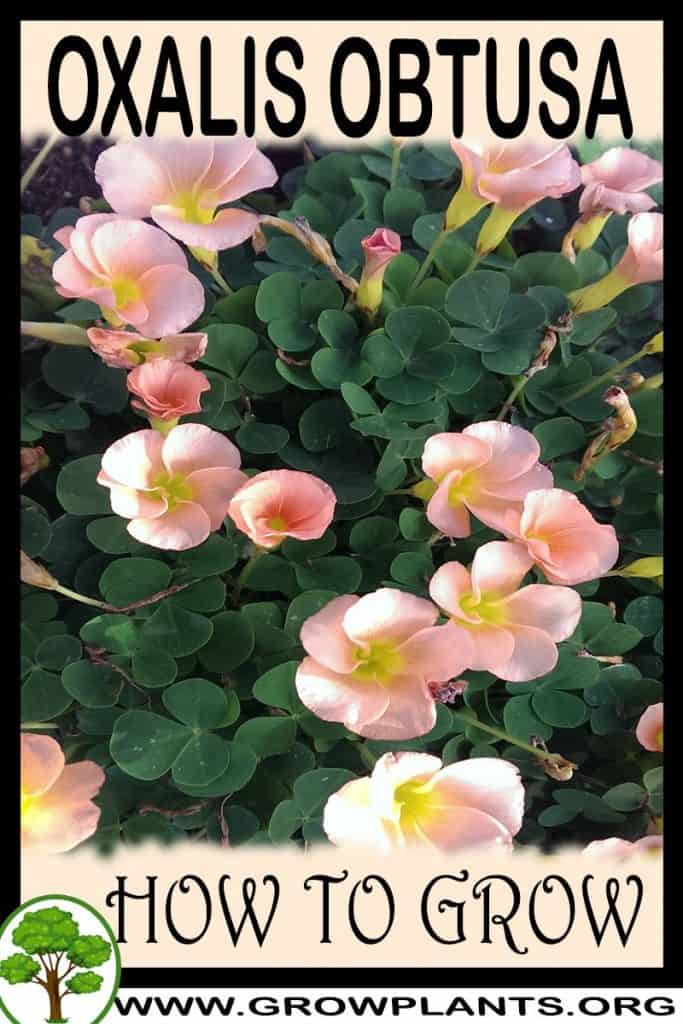 Oxalis obtusa