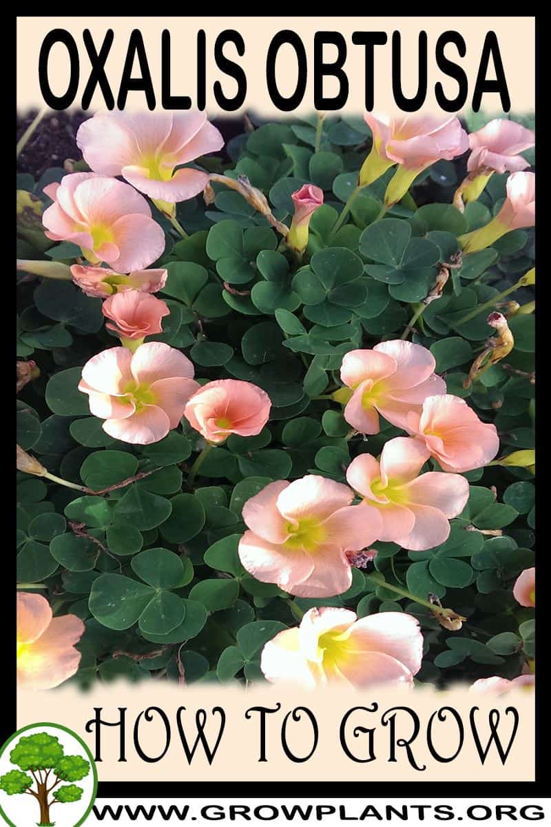 How to grow Oxalis obtusa
