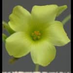 Oxalis pes-caprae
