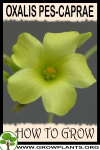 How to grow Oxalis pes caprae