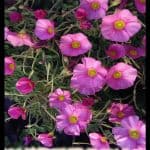 Oxalis purpurea